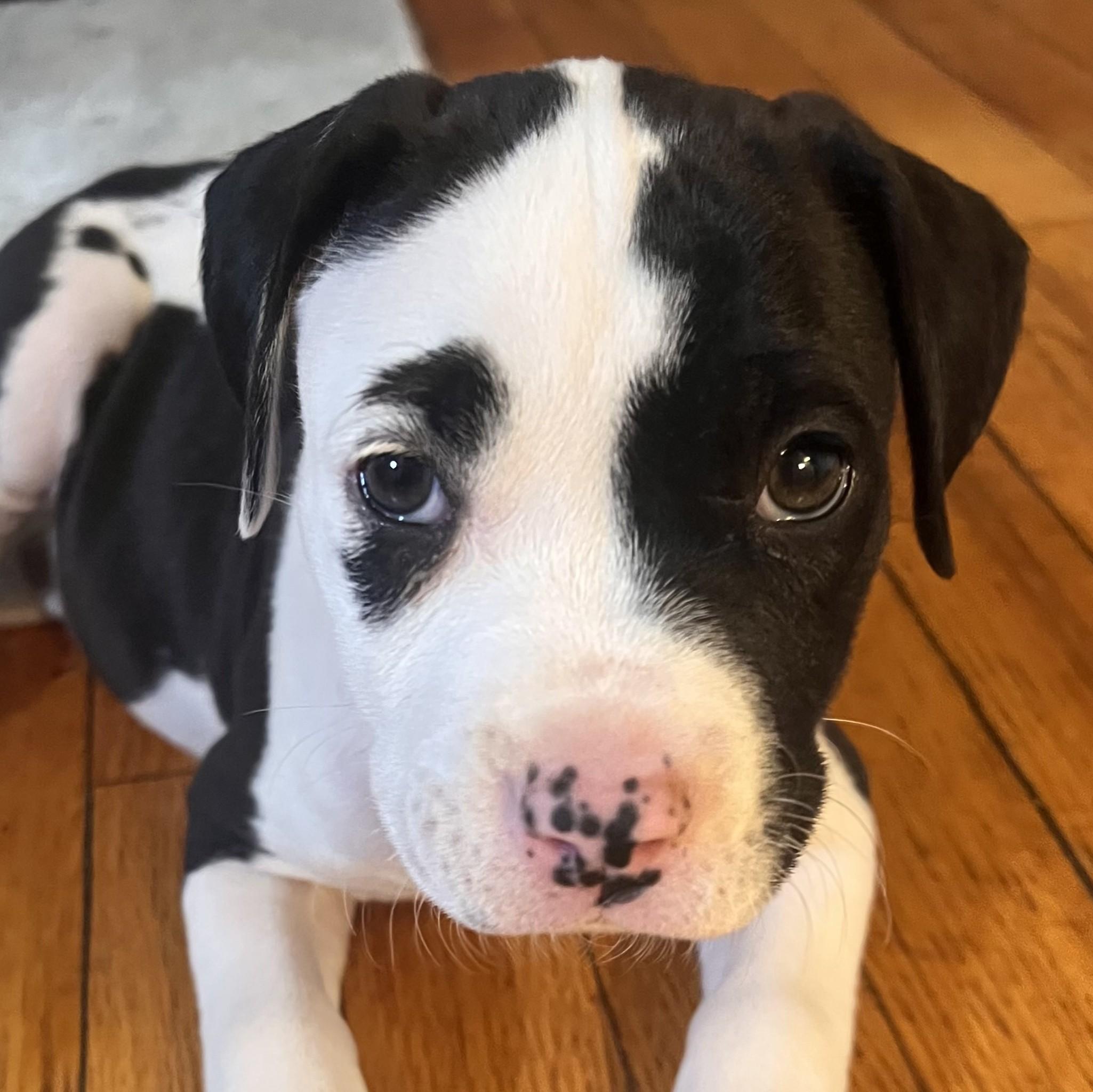 Enlarge Patches, a ADOPTABLE Mixed Breed in Schaumburg, IL image 3/5