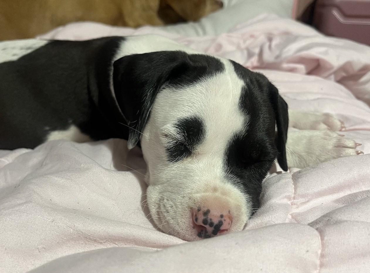 Enlarge Patches, a ADOPTABLE Mixed Breed in Schaumburg, IL image 5/5