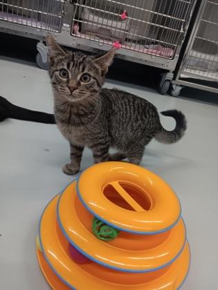 Enlarge Tygra, a ADOPTABLE Domestic Short Hair in Boyne City, MI image 1/1