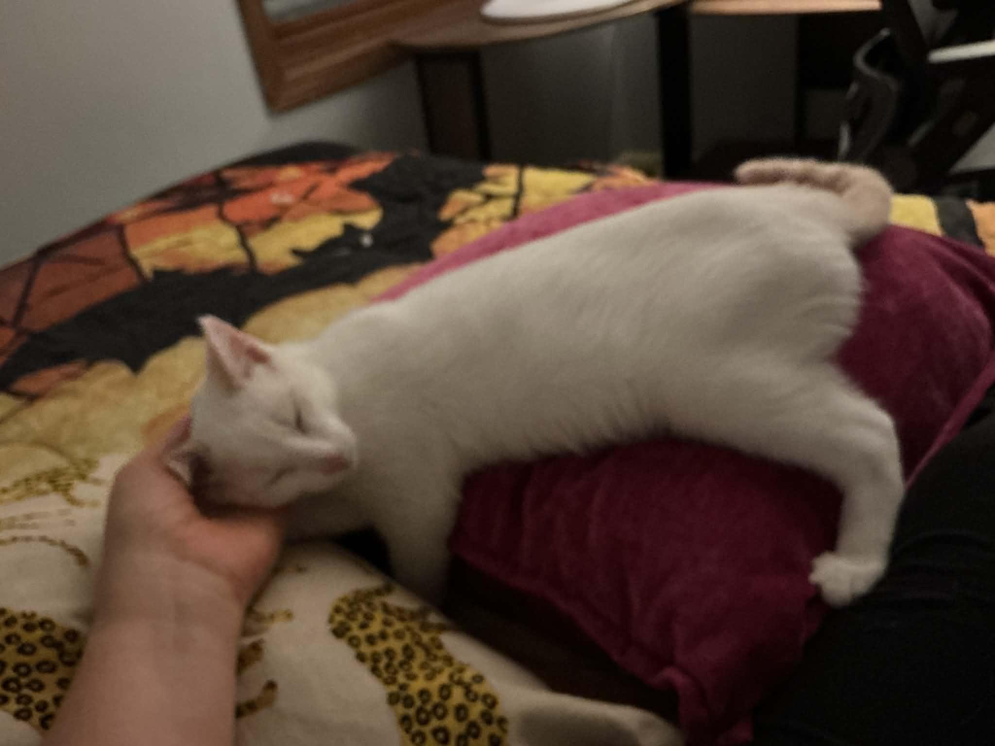 Enlarge Feta, a ADOPTABLE Domestic Short Hair in Crystal Lake, IL image 4/6