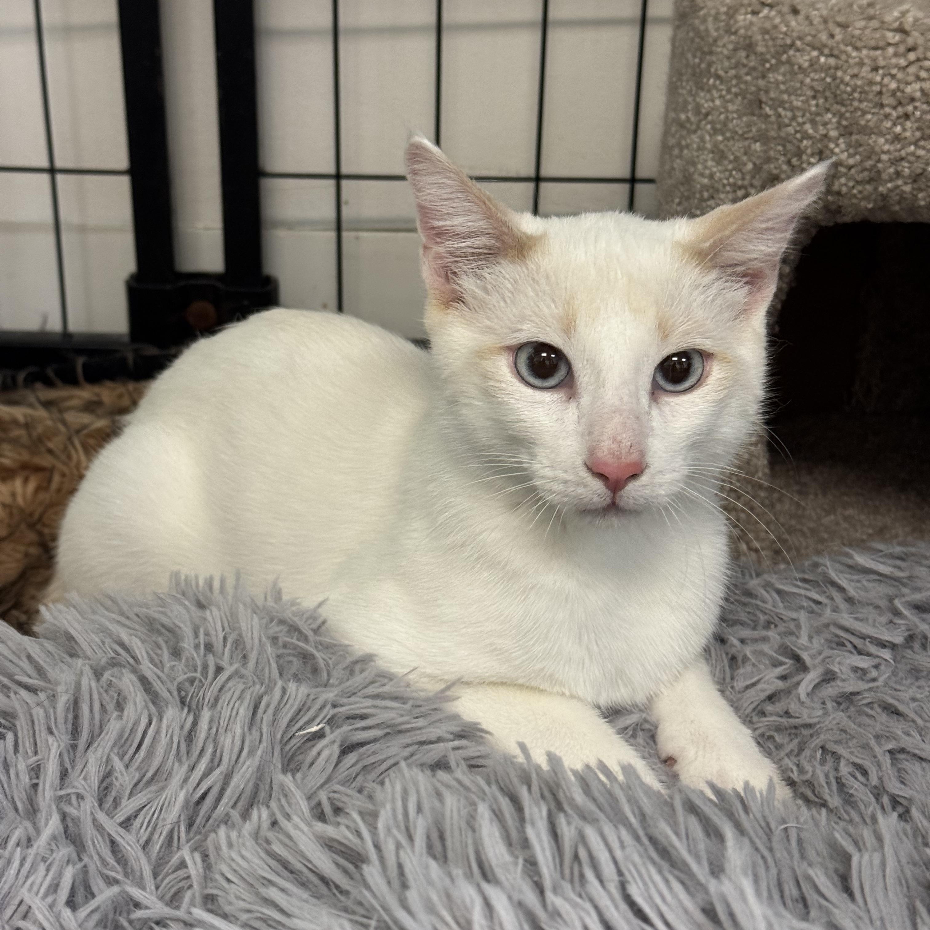 Enlarge Feta, a ADOPTABLE Domestic Short Hair in Crystal Lake, IL image 3/6