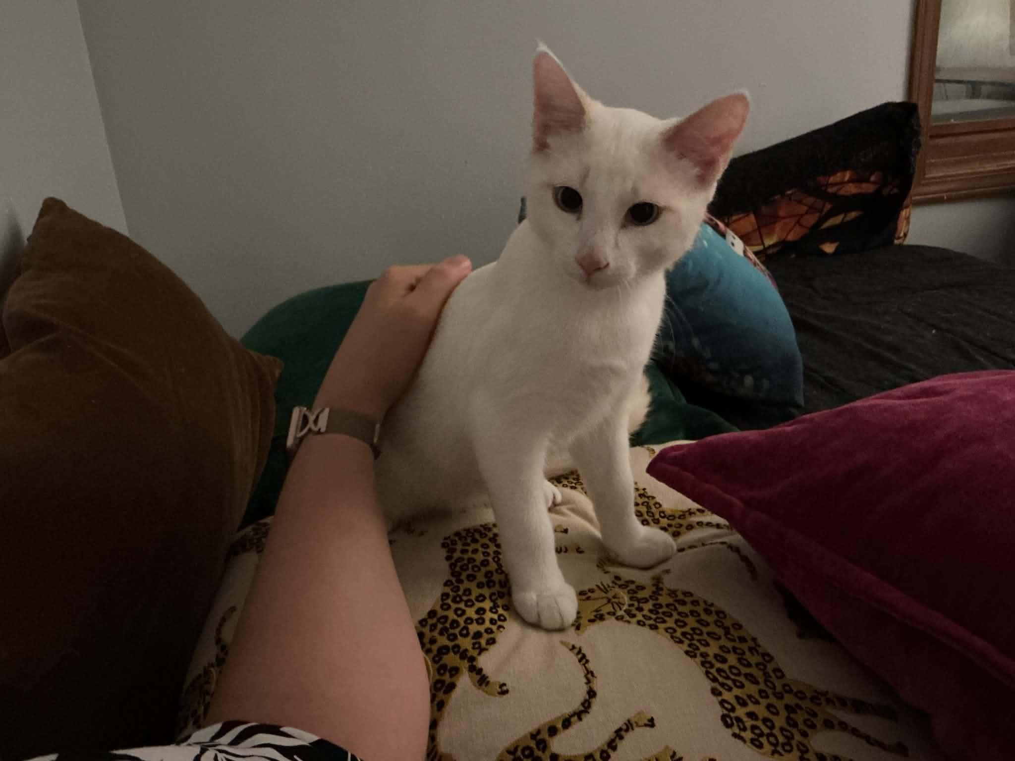 Enlarge Feta, a ADOPTABLE Domestic Short Hair in Crystal Lake, IL image 6/6
