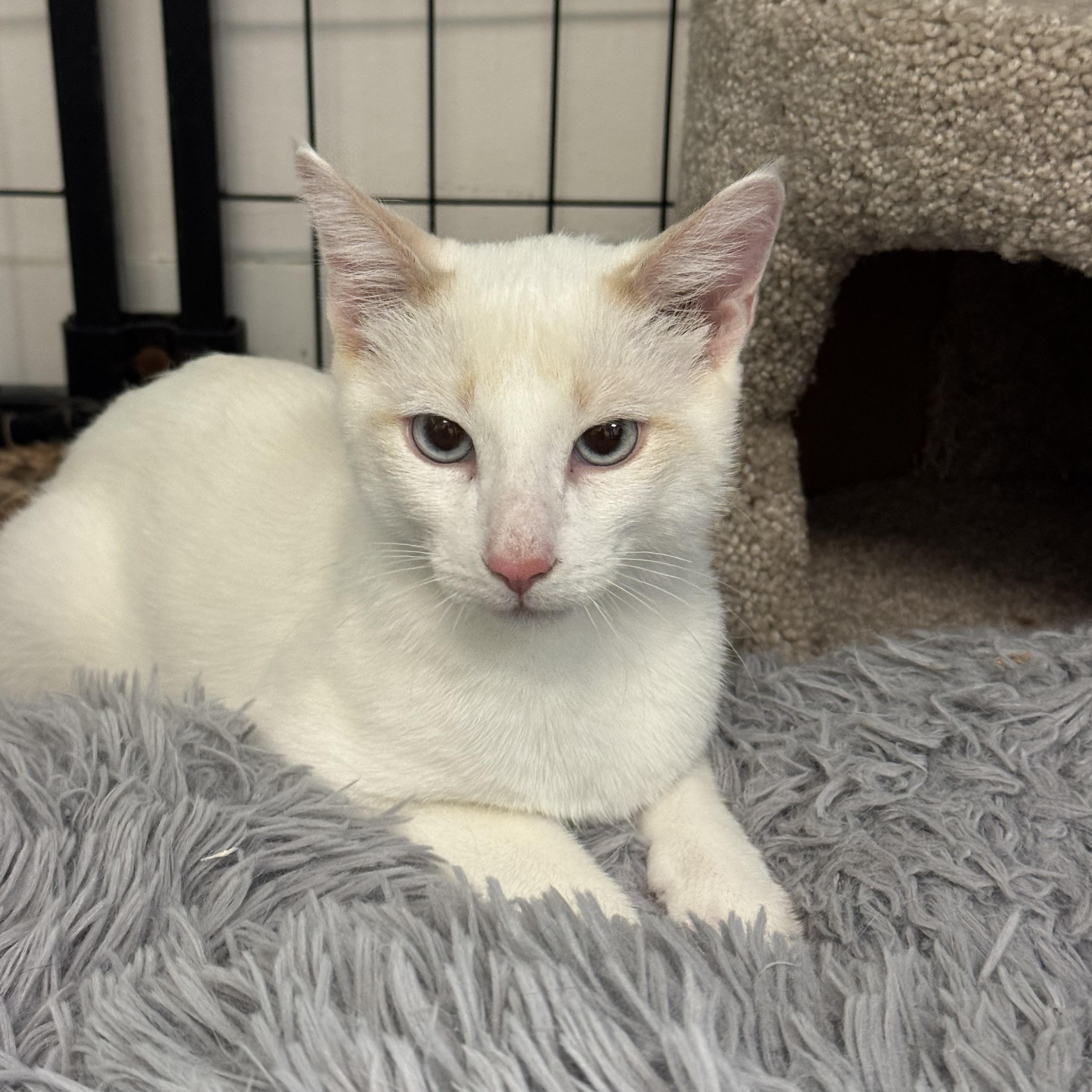Enlarge Feta, a ADOPTABLE Domestic Short Hair in Crystal Lake, IL image 2/6