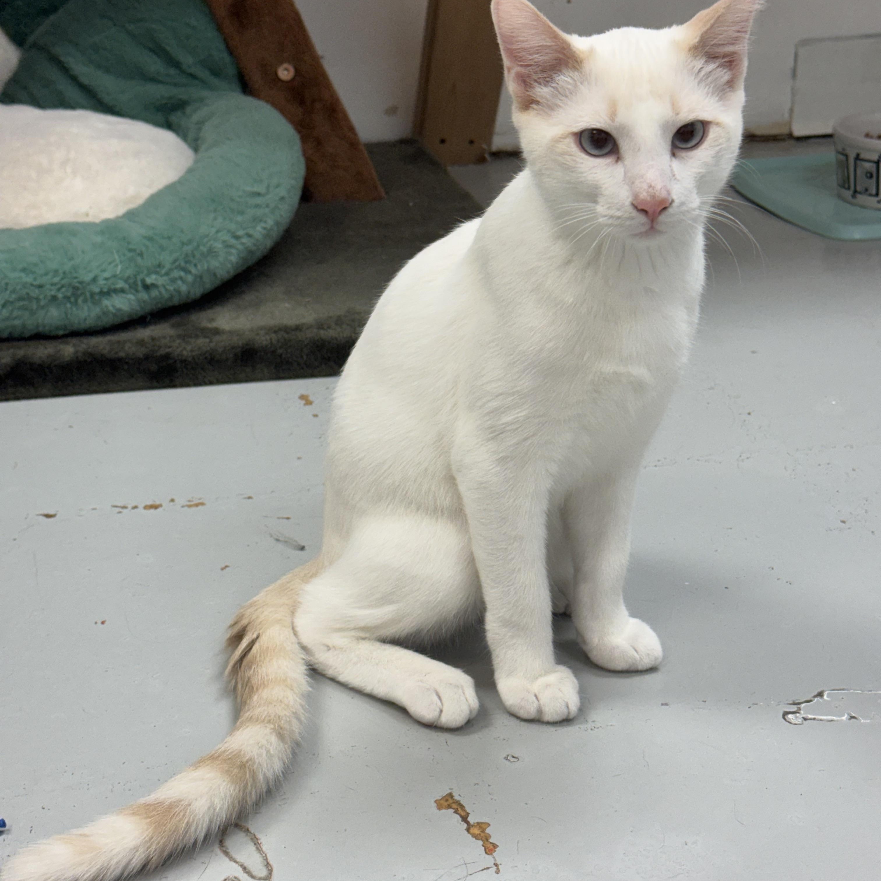Feta, ADOPTABLE, Kitten Male Domestic Short Hair.