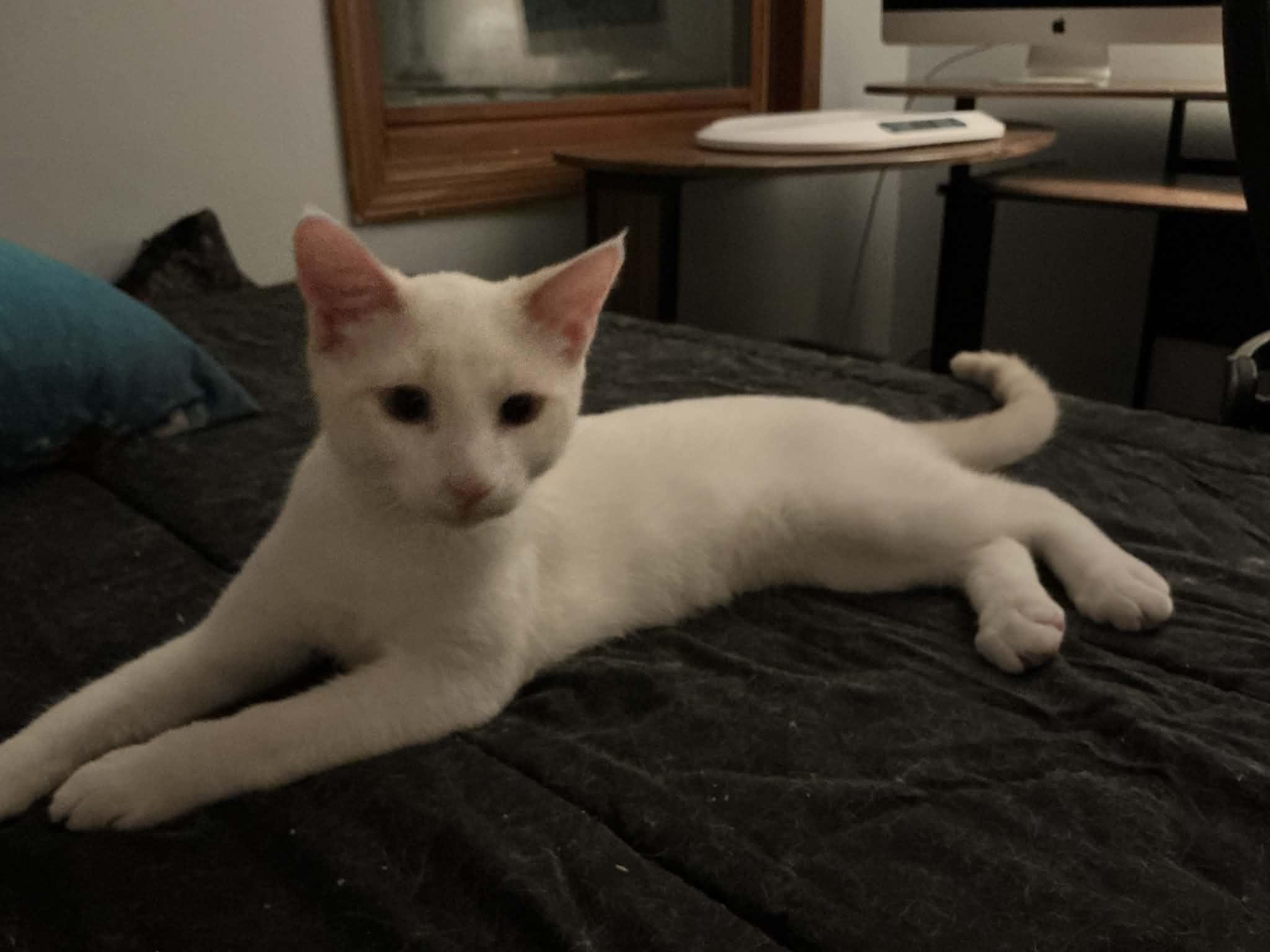 Enlarge Feta, a ADOPTABLE Domestic Short Hair in Crystal Lake, IL image 5/6