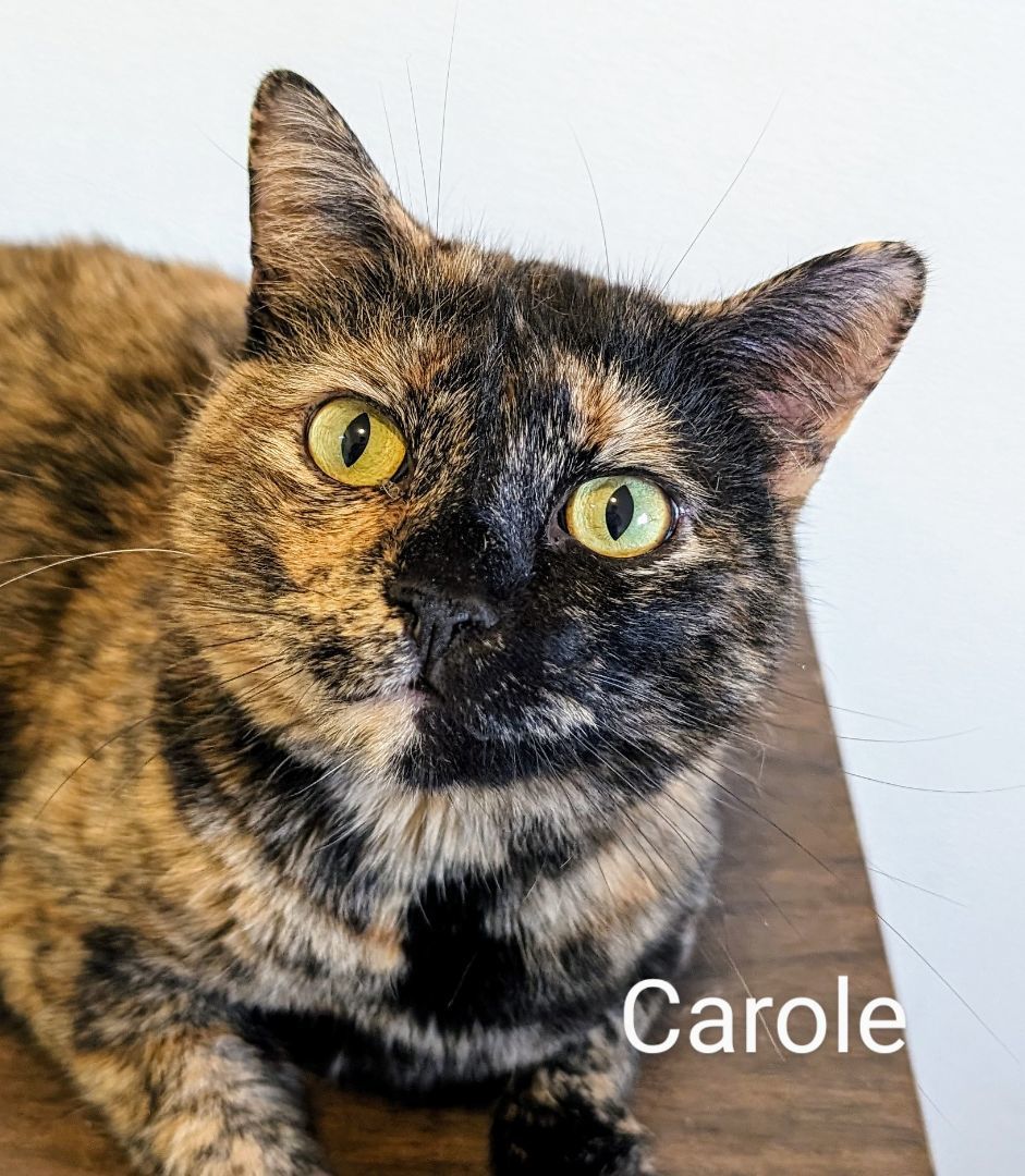 Carole, a Adoptable Domestic Short Hair in Colfax, IA image 1/4