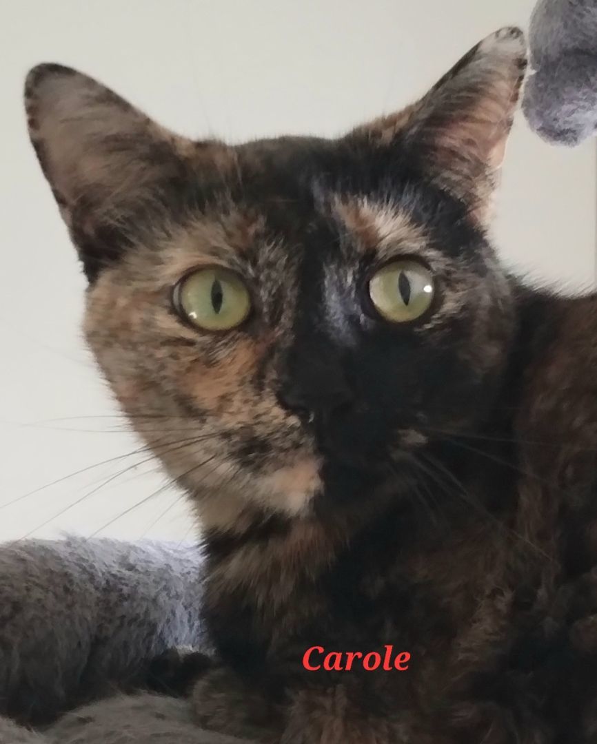 Carole, a Adoptable Domestic Short Hair in Colfax, IA image 2/4