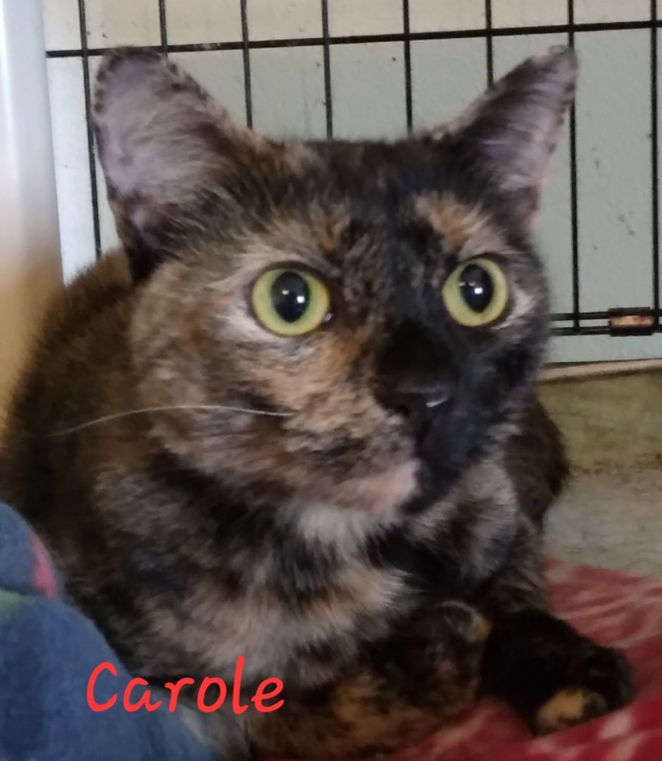 Carole, a Adoptable Domestic Short Hair in Colfax, IA image 3/4