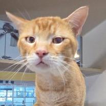 Thomas O' Malley, Adoptable, Adult Male Domestic Short Hair.
