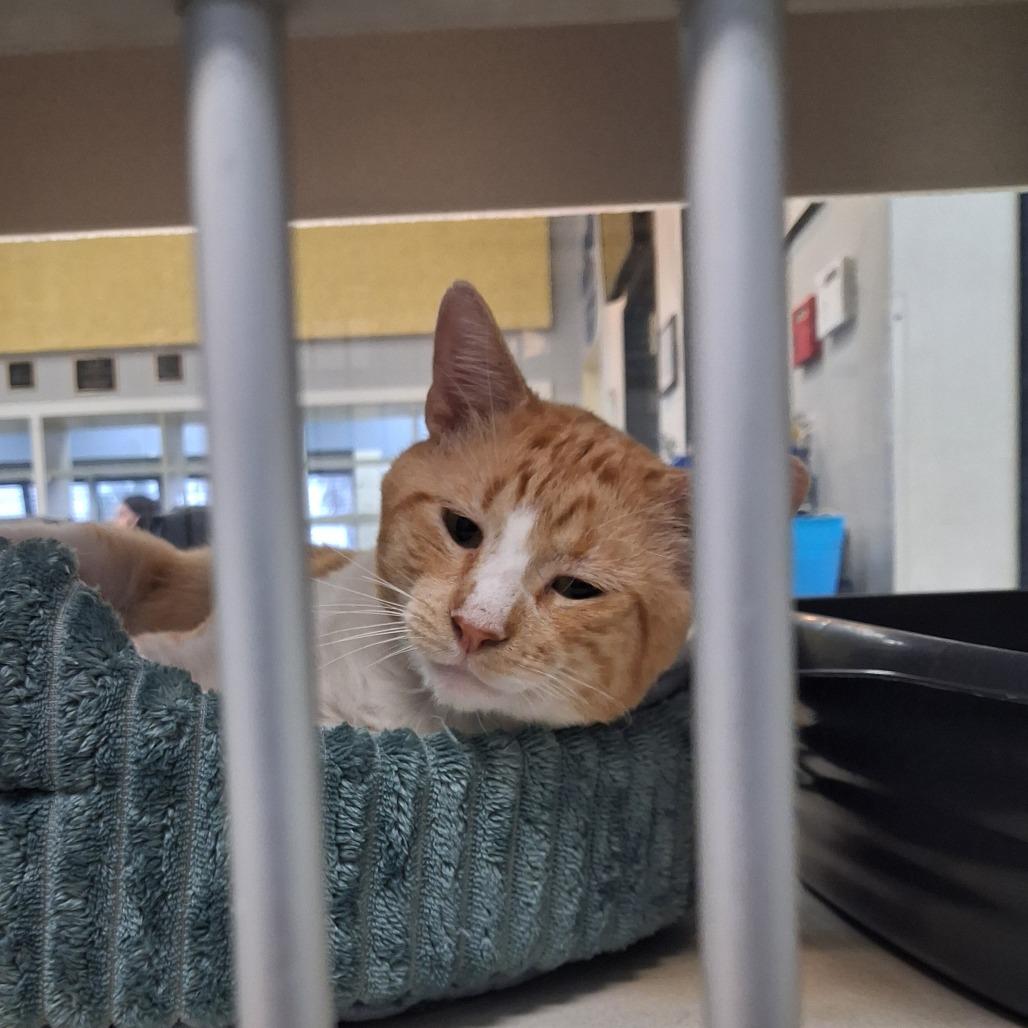 Thomas O' Malley, a Adoptable Domestic Short Hair in Galveston, TX image 2/3