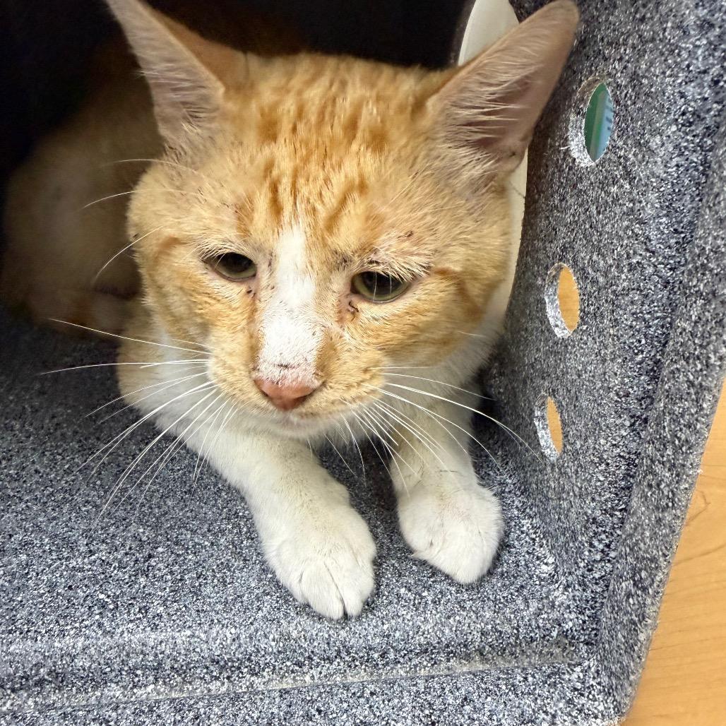 Thomas O' Malley, a Adoptable Domestic Short Hair in Galveston, TX image 3/3