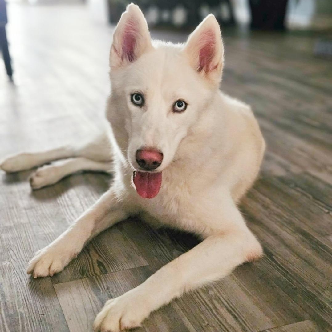 Krypto, Adoptable, Young Male Husky.