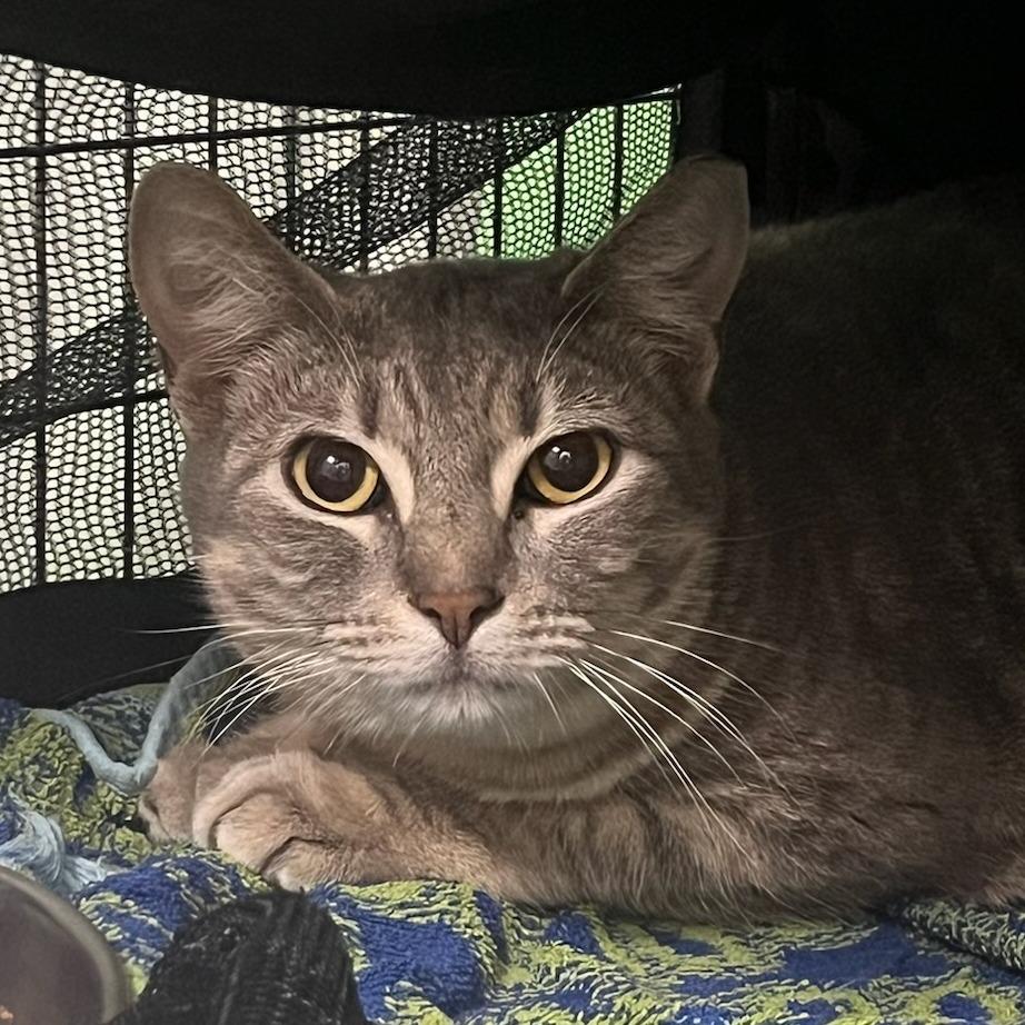 Thunder Rosa, Adoptable, Adult Female Domestic Short Hair.