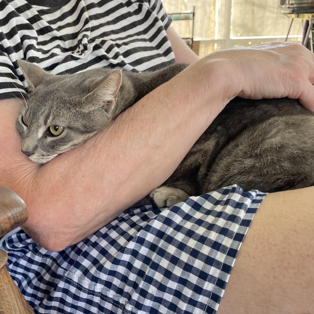 Enlarge Thunder Rosa, a Adoptable Domestic Short Hair in Colorado Springs, CO image 2/2