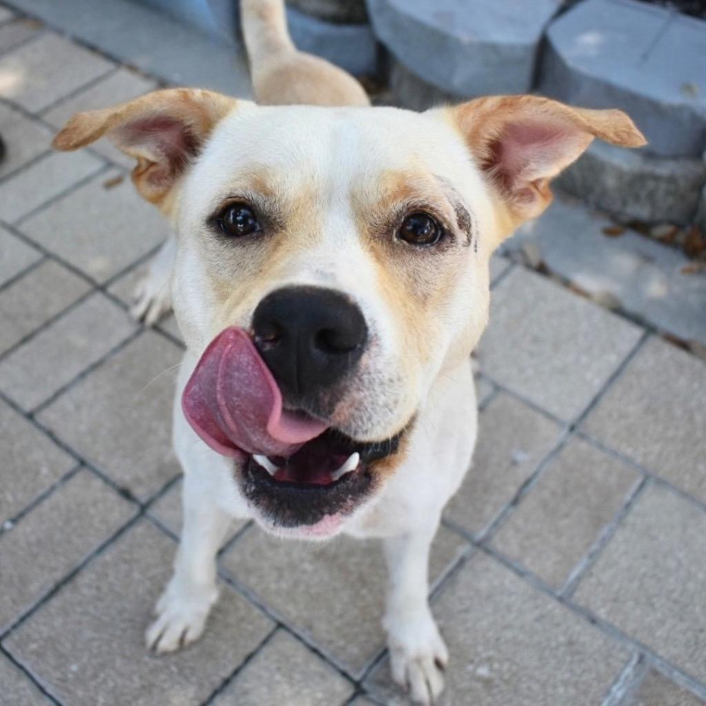 Enlarge Andy, a Adoptable Pit Bull Terrier in Saint Petersburg, FL image 1/3