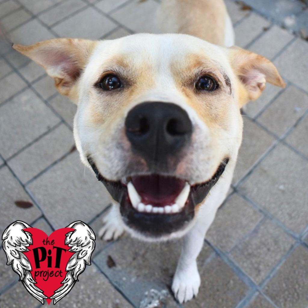 Enlarge Andy, a Adoptable Pit Bull Terrier in Saint Petersburg, FL image 2/3