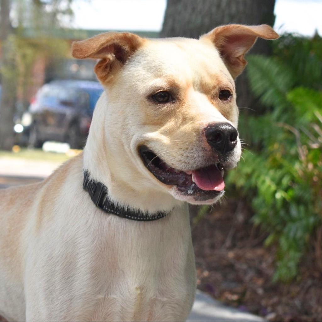 Enlarge Andy, a Adoptable Pit Bull Terrier in Saint Petersburg, FL image 3/3