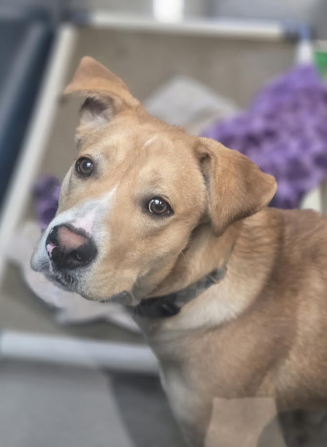 Enlarge Kevin, a ADOPTABLE mixed breed in Bellingham, WA image 3/4