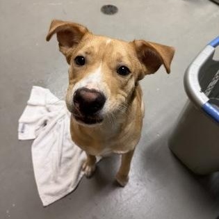 Enlarge Kevin, a ADOPTABLE mixed breed in Bellingham, WA image 4/4