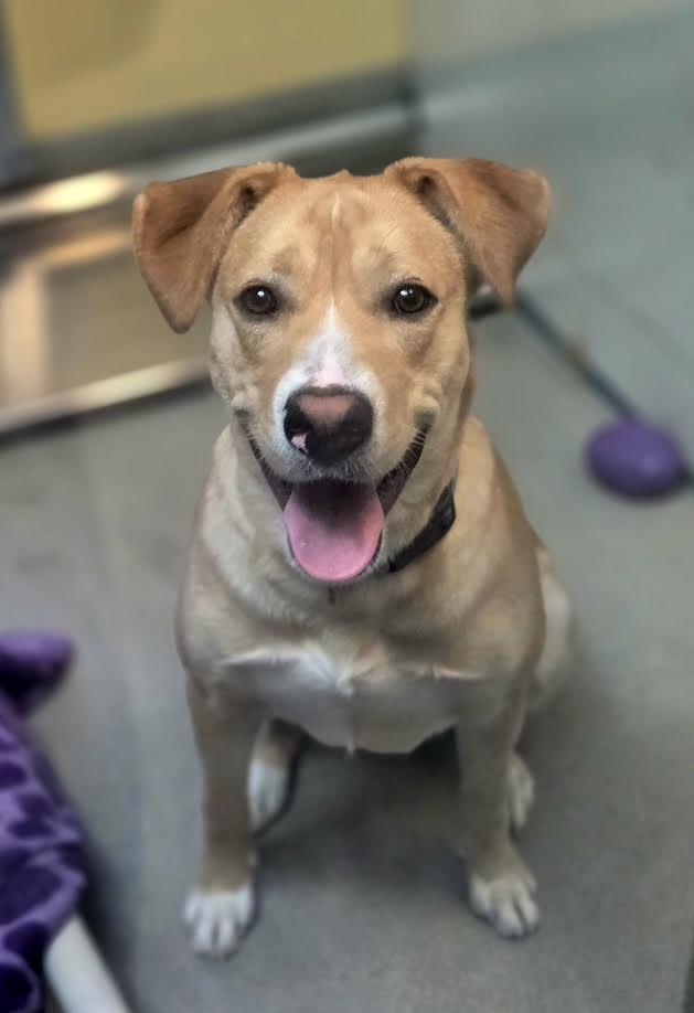 Enlarge Kevin, a ADOPTABLE mixed breed in Bellingham, WA image 1/4