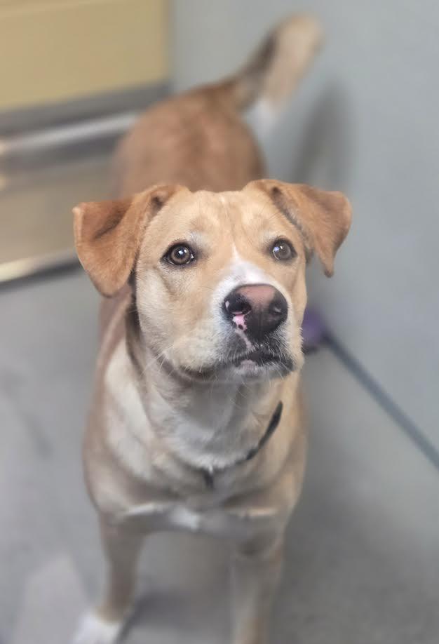 Enlarge Kevin, a ADOPTABLE mixed breed in Bellingham, WA image 2/4