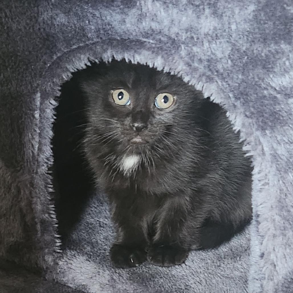 Storm (fka Shoe monkey), Adoptable, Kitten Female Domestic Short Hair.