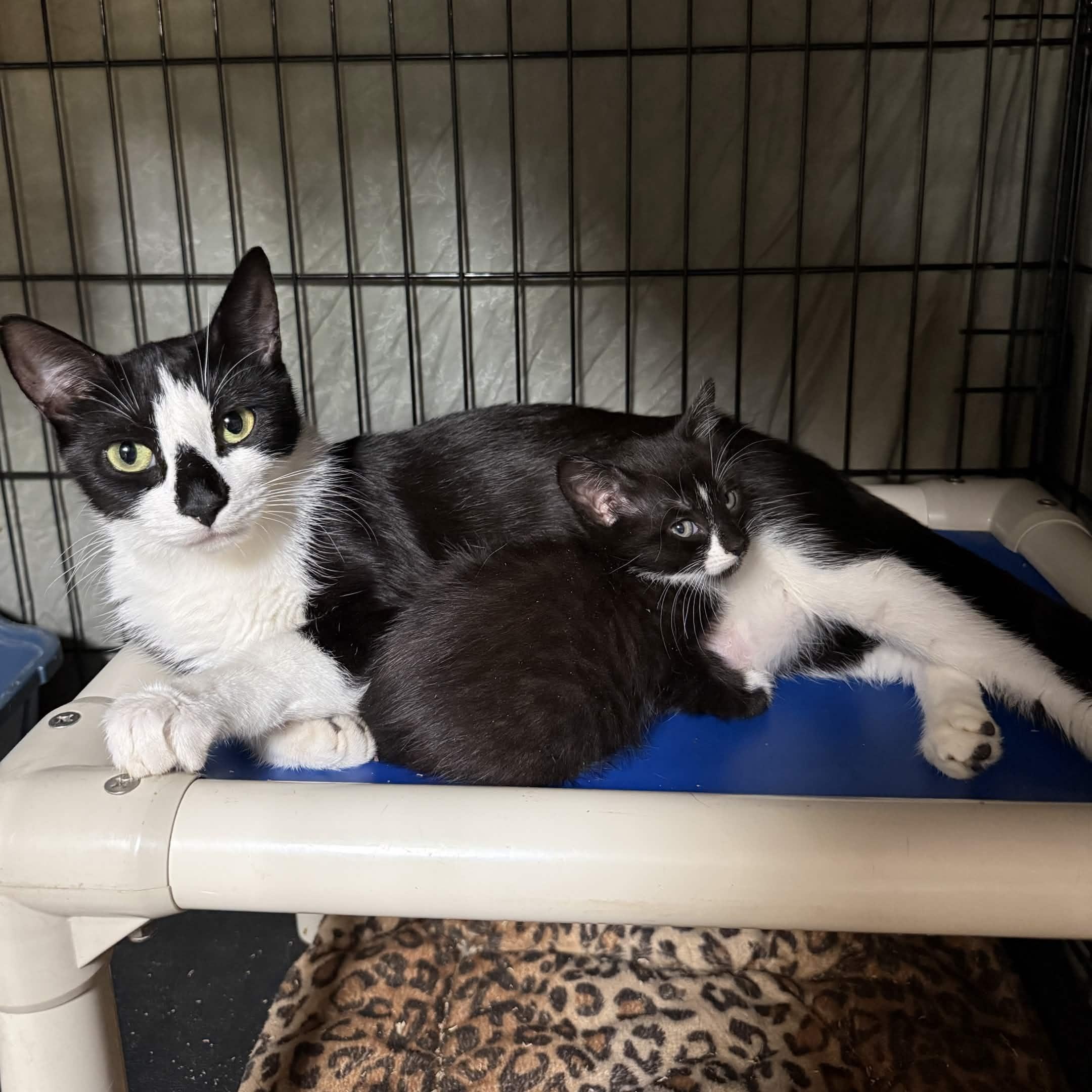 Enlarge Lala, a Adoptable Domestic Short Hair in Weehawken, NJ image 2/6