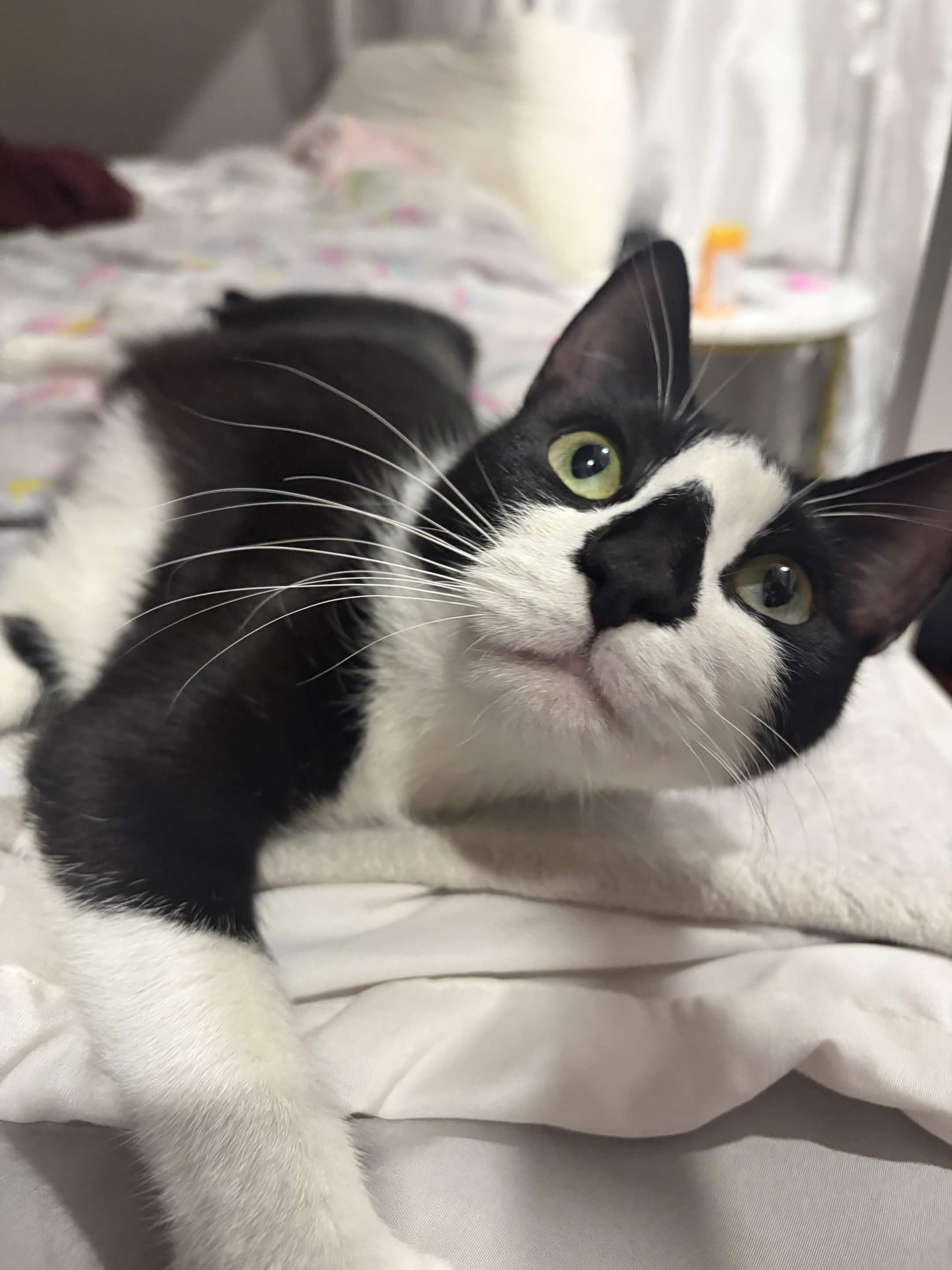 Enlarge Lala, a Adoptable Domestic Short Hair in Weehawken, NJ image 6/6
