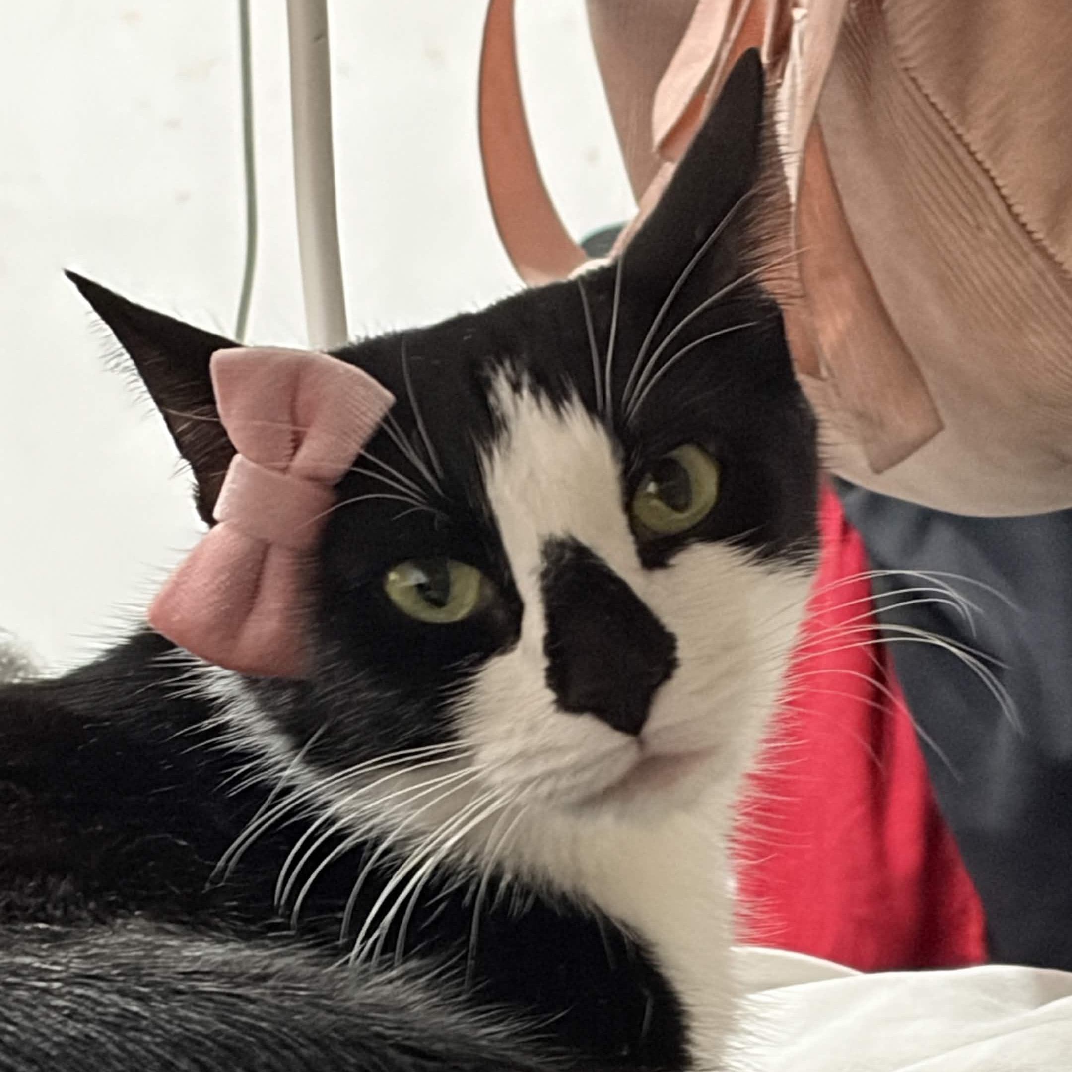 Lala, Adoptable, Young Female Domestic Short Hair.