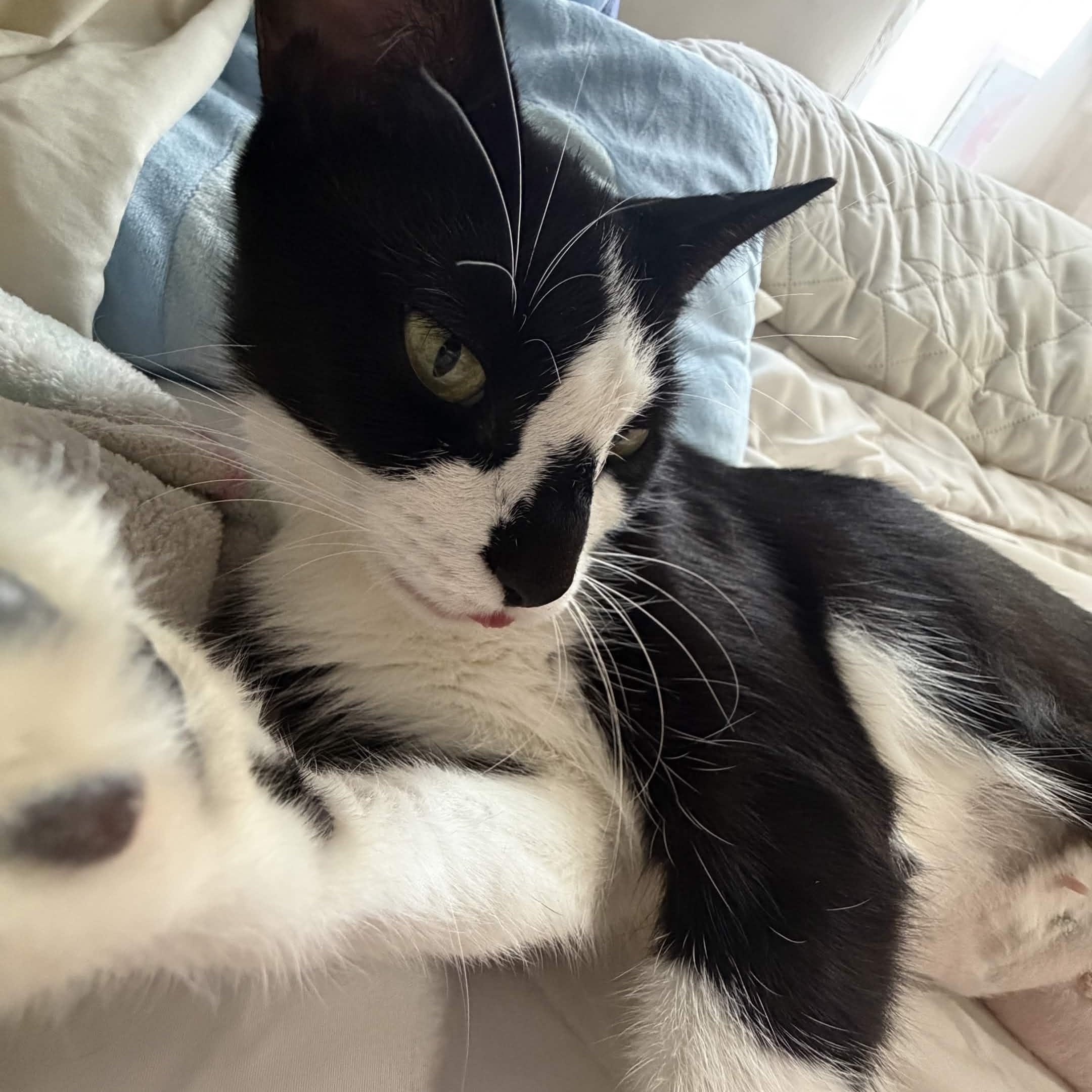 Enlarge Lala, a Adoptable Domestic Short Hair in Weehawken, NJ image 3/6