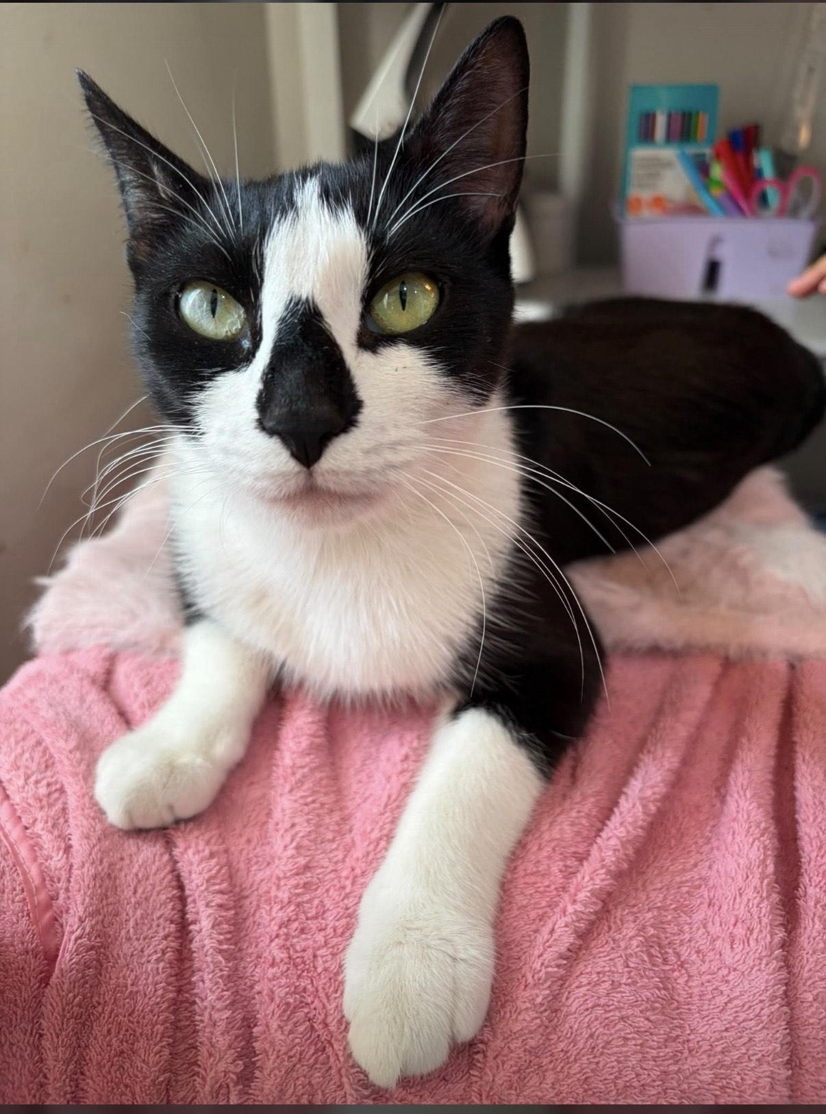 Enlarge Lala, a Adoptable Domestic Short Hair in Weehawken, NJ image 5/6