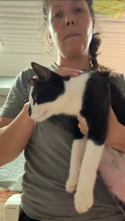 Enlarge Lala, a Adoptable Domestic Short Hair in Weehawken, NJ video 4/6