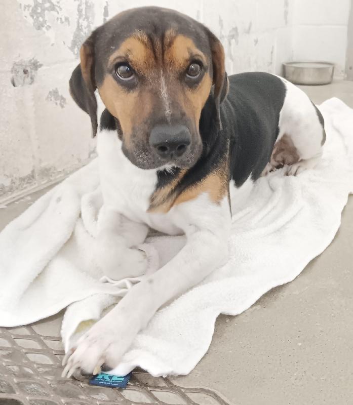CURLY, Adoptable, Young Male Terrier.