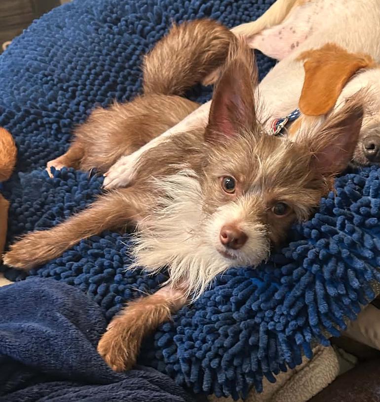Pickle (ADOPTION PENDING), Adoptable, Young Male Terrier & Chihuahua.