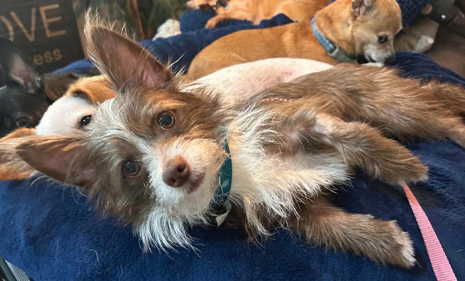 Enlarge Pickle (ADOPTION PENDING), a Adoptable mixed breed in Osteen, FL image 2/3