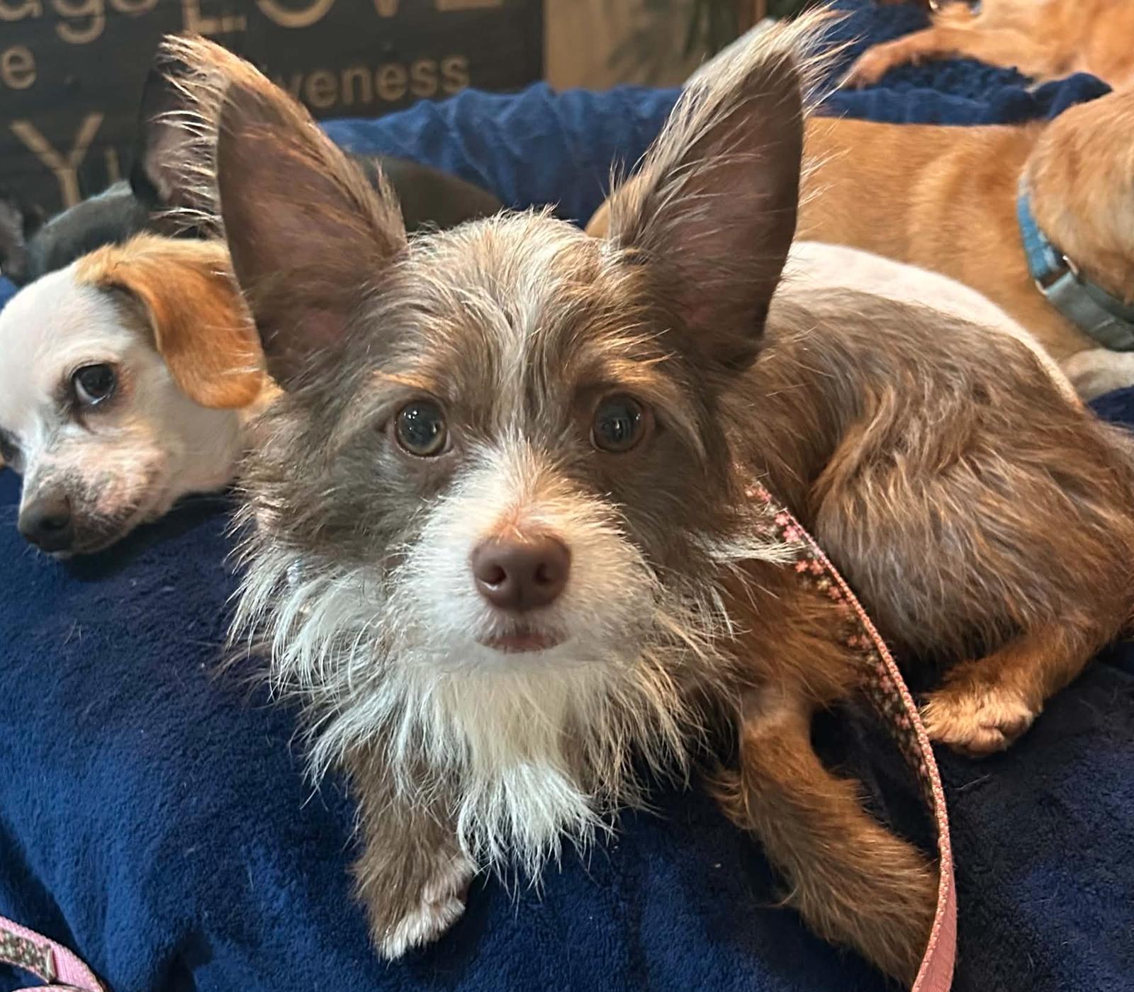 Enlarge Pickle (ADOPTION PENDING), a Adoptable mixed breed in Osteen, FL image 3/3