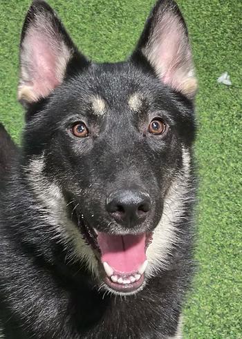 Moon Star, an adopted mixed breed in Racine, WI image 3/3