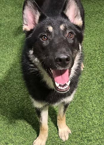 Moon Star, an adopted mixed breed in Racine, WI image 1/3