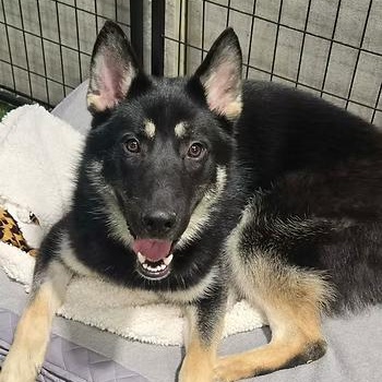 Moon Star, an adopted mixed breed in Racine, WI image 2/3