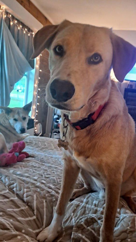 Enlarge Tom, a ADOPTABLE Golden Retriever in Van Alstyne, TX image 4/6
