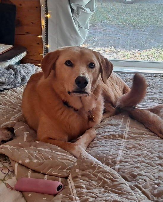 Tom, ADOPTABLE, Adult Male Golden Retriever.
