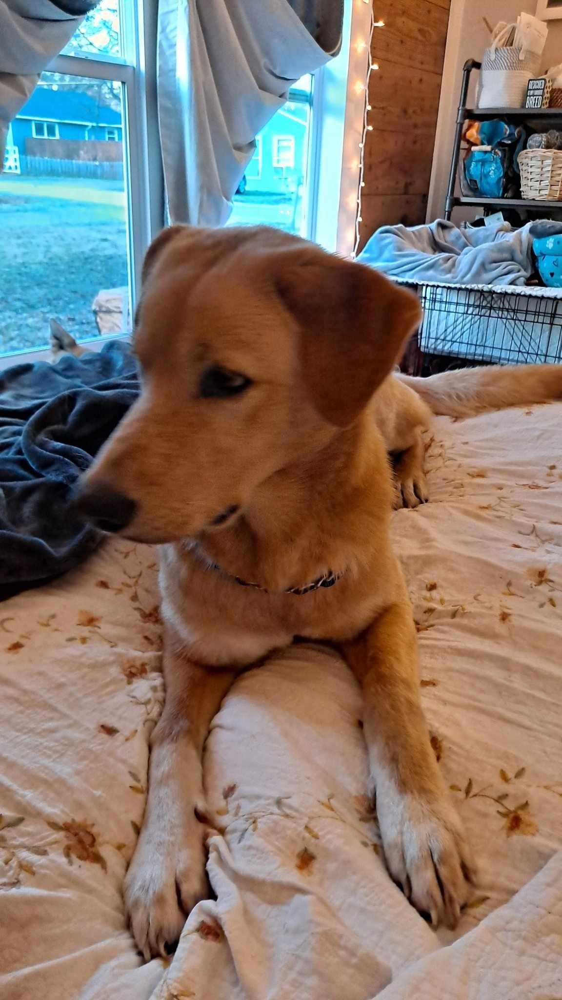 Enlarge Tom, a ADOPTABLE Golden Retriever in Van Alstyne, TX image 6/6