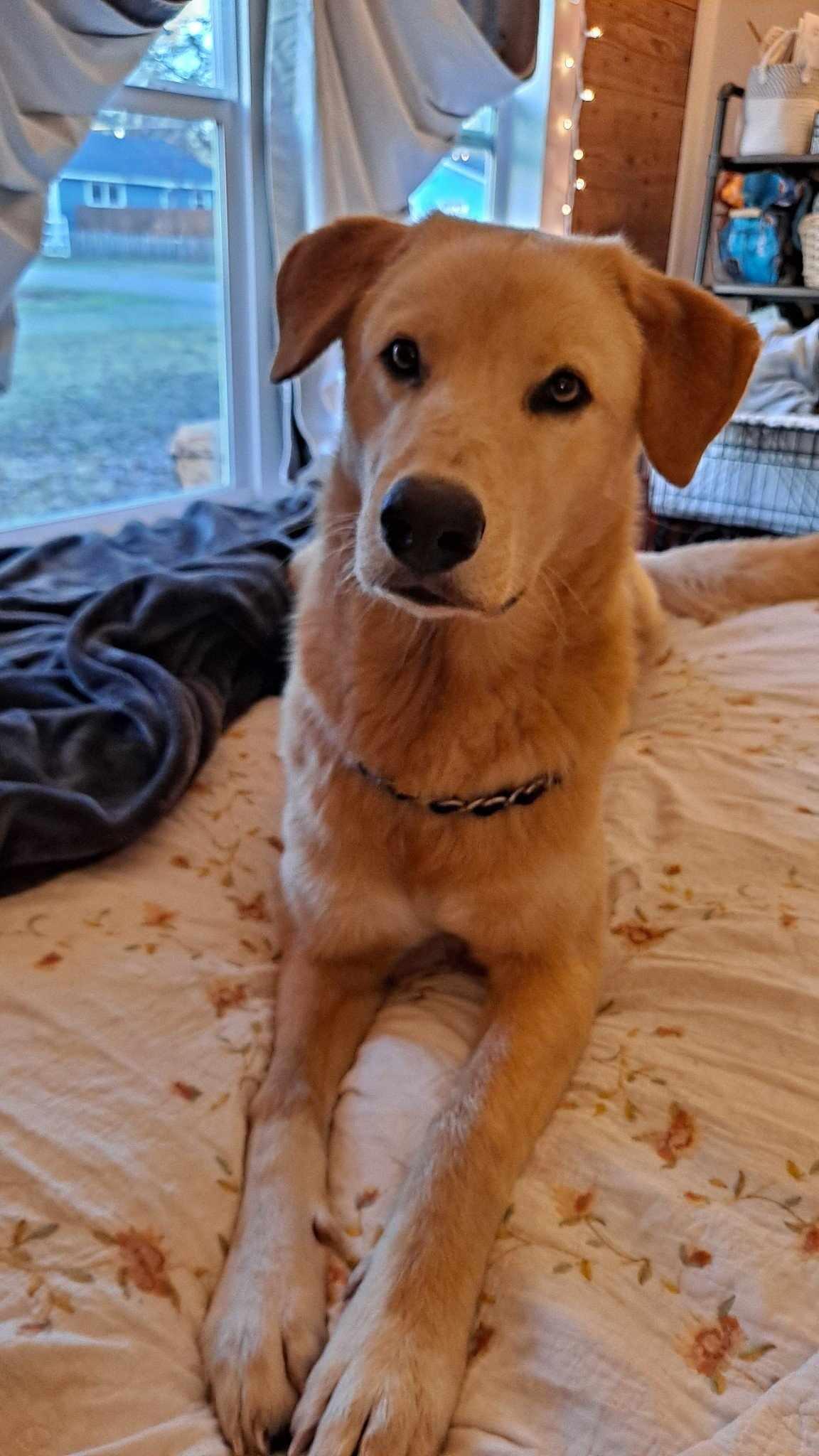 Enlarge Tom, a ADOPTABLE Golden Retriever in Van Alstyne, TX image 2/6