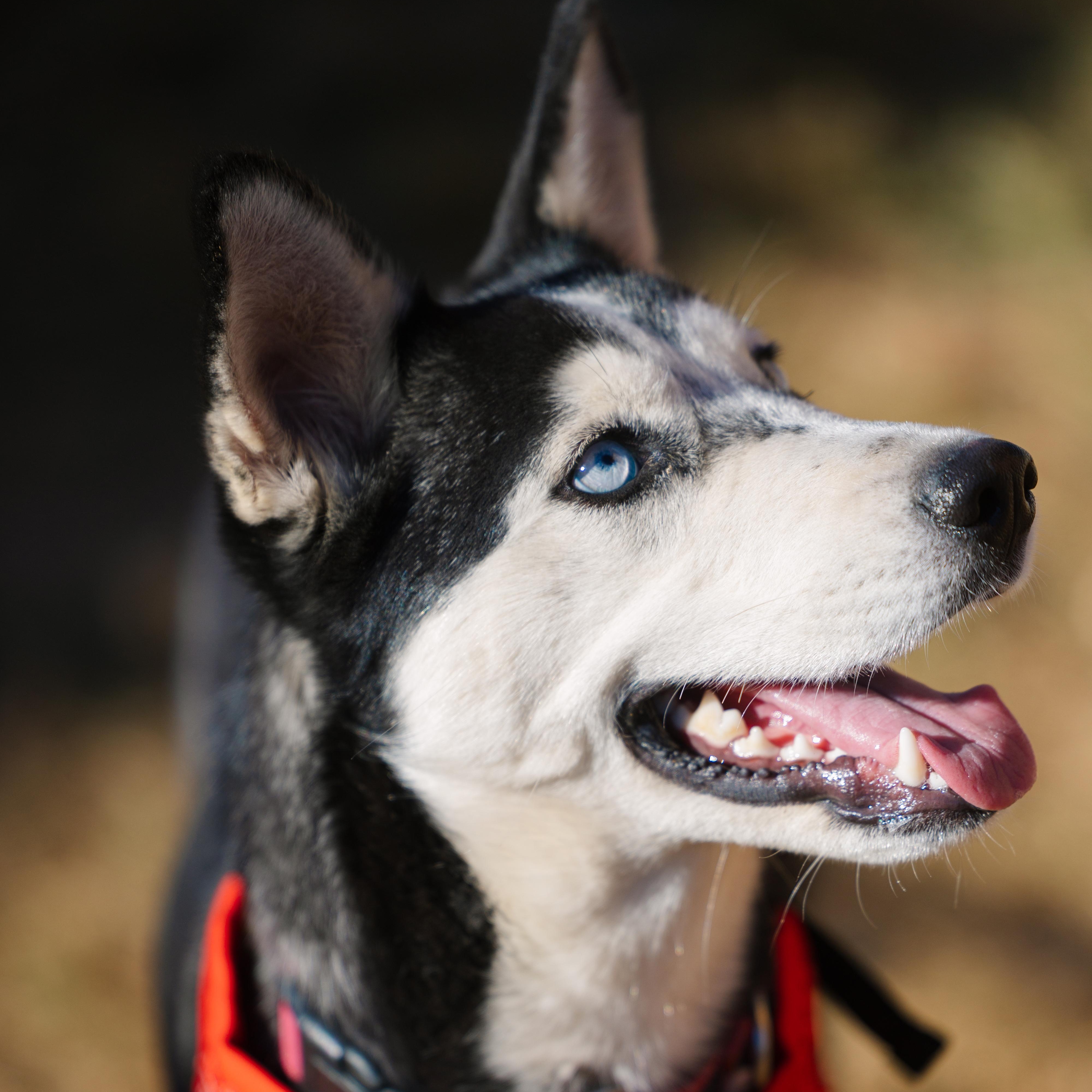 Sprite, a Adoptable mixed breed in Portland, OR image 3/6