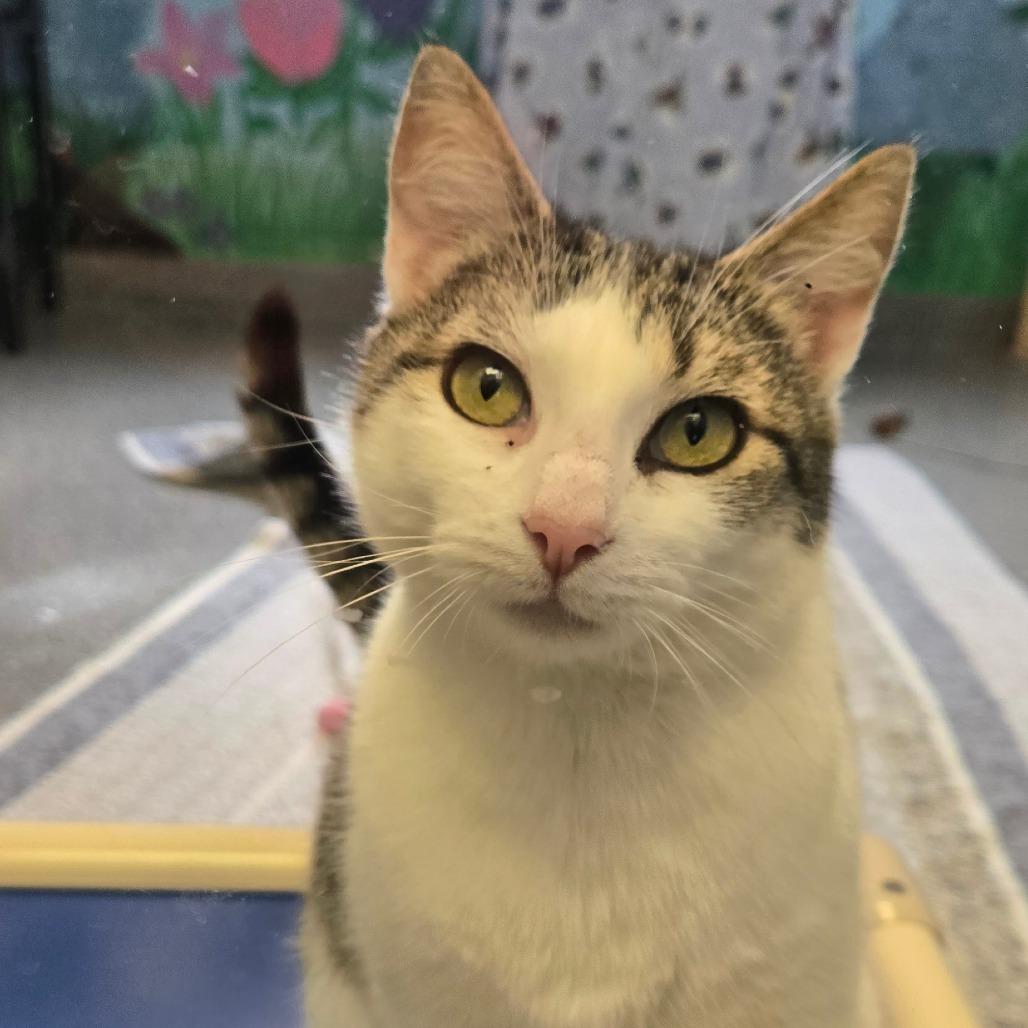 Enlarge Raindrop, a Adoptable Domestic Short Hair in Hendersonville, NC image 1/6