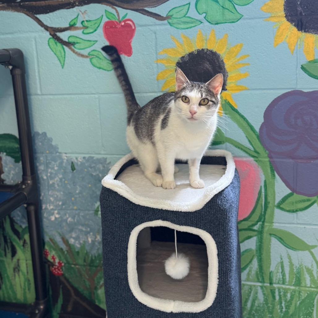 Enlarge Raindrop, a Adoptable Domestic Short Hair in Hendersonville, NC image 2/6