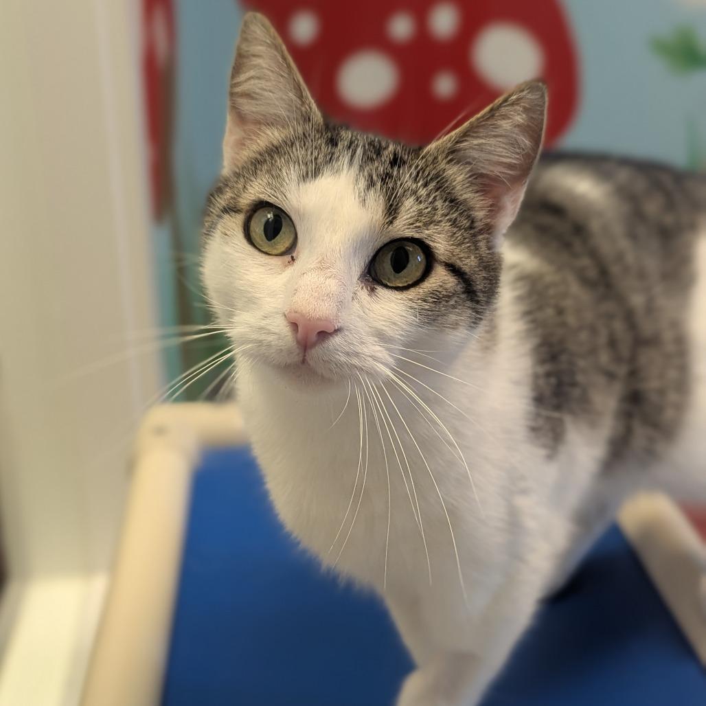 Enlarge Raindrop, a Adoptable Domestic Short Hair in Hendersonville, NC image 3/6