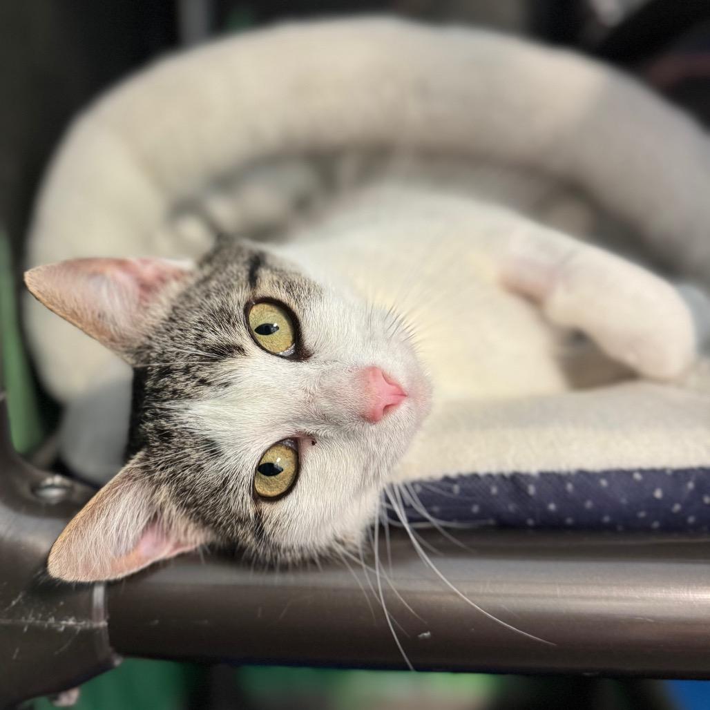 Enlarge Raindrop, a Adoptable Domestic Short Hair in Hendersonville, NC image 4/6