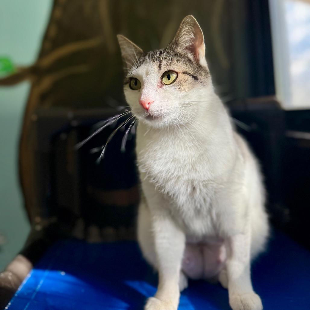 Enlarge Raindrop, a Adoptable Domestic Short Hair in Hendersonville, NC image 5/6