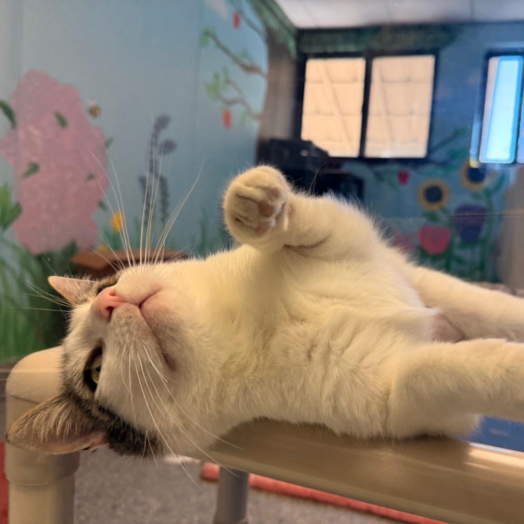 Enlarge Raindrop, a Adoptable Domestic Short Hair in Hendersonville, NC image 6/6